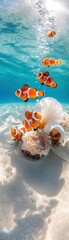 Obraz premium Vibrant clownfish swimming around a seashell in a clear blue underwater scene, showcasing marine life in a stunning aquatic habitat.
