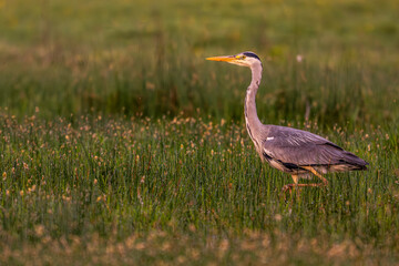 Héron cendré (Ardea cinerea - Grey Heron)