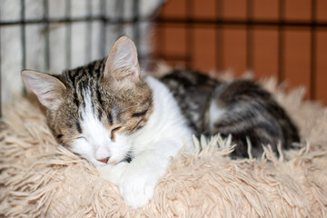 Felidae gazes at the camera while lounging on a fluffy blanket