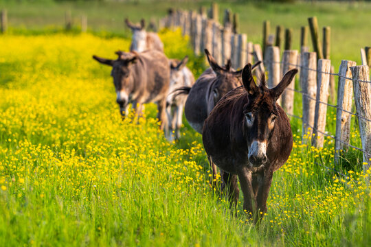 &acirc;nes dans une p&acirc;ture  fleurie de boutons d'or en baie de Somme