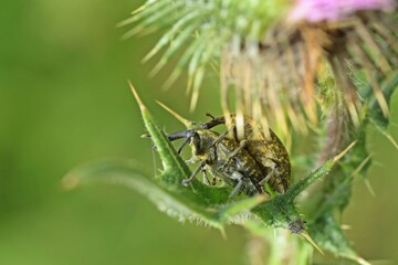Große Distelrüssler (Larinus sturnus) bei der Paarung auf Gewöhnlicher Kratzdistel (Cirsium vulgare)
