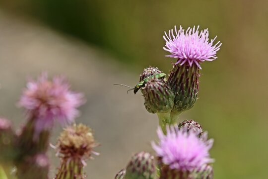 Scheinbockk&auml;fer (Chrysanthia viridissima) auf Sumpf-Kratzdistel (Cirsium palustre)