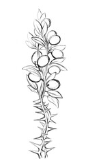 Pencil drawing. The Holy Spirit in the form of a dove turns a thorn tree into an olive branch