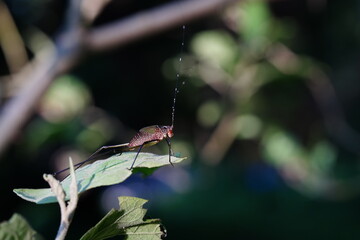 Tettigoniidae found in forests and grasslands.