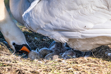 Cygne tuberculé (Cygnus olor, Mute Swan) - éclosion des oeufs