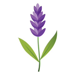 Illustration of lavender flower isolated on white