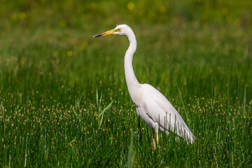 Grande Aigrette (Ardea alba, Great Egret)