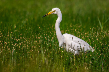 Grande Aigrette (Ardea alba, Great Egret)