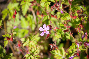 Beautiful pink flowers of Geranium robertianum. herb-Robert, Roberts geranium.