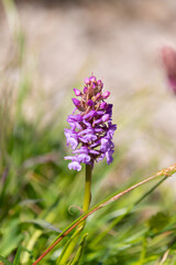 Obraz premium Purple Gymnadenia conopsea flower, close-up. fragrant orchid, chalk fragrant orchid.