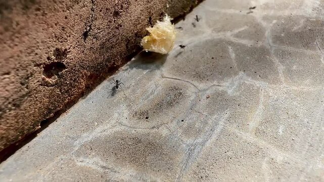The butterflies in the clip appear to be from the genus Cethosia commonly known as Lacewing butterflies. Their vibrant orange and black patterns with white markings are distin butterfly on flower
