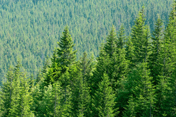 Green coniferous background. Spruce forest on a mountain slope.
