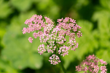 Obraz premium Heart-shaped inflorescence. Pimpinella major, greater burnet-saxifrage, hollowstem burnet saxifrage.