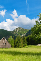 Obraz premium Mountain glade Jaworzynka in the Tatras, Poland. Beautiful summer landscape in the mountains