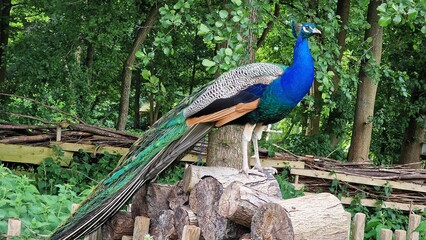 Fototapeta premium The Indian peafowl or Pavo cristatus, standing on a stack of logs.