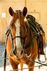 A horse with a western style saddle for a trail ride.