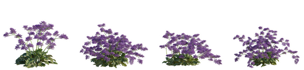 Set of Limonium perezii (Perez's sea lavender and seafoam statice) flowering frontal isolated png on a transparent background perfectly cutout high resolution © Viktoria