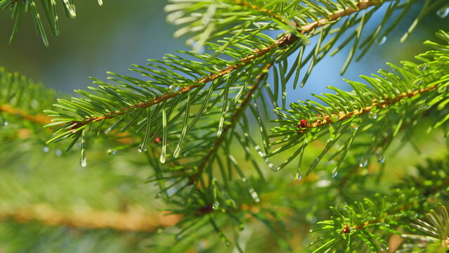 Young Spruce Branch In Drops Of Rain. Dew On Spruce Tree Branch. Spruce Branches After Rain With Water Drops. Selective focus.