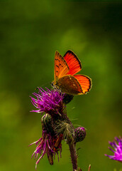 butterfly on flower