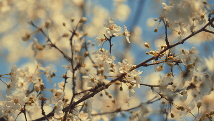 Wild Cherries Bloomed With Small White Flowers. Small White Flowering Tree Branches.