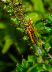 cone