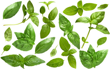 Fresh basil collection perfect for packaging - Ready to use Premium PNG Cutout Isolated image