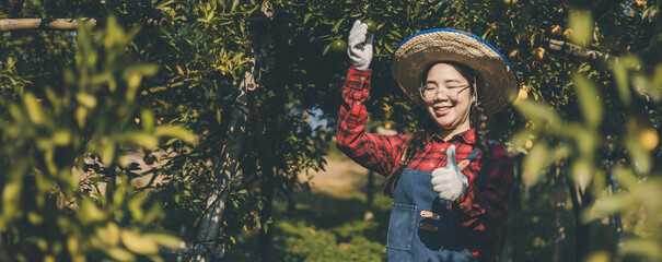 Farmer working in orange orchard. Gardener picking an orange with scissor in the oranges field garden. Farmer working and inspect quality of organic orange fruit in orange orchard.