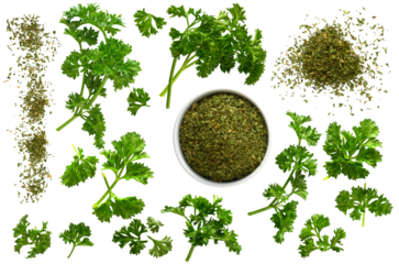 Freshly cut curly and dried parsley seasoning herb