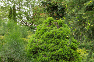 Coniferous tree of canadian spruce picea glauca conica. Small needles and shoots sprout of...