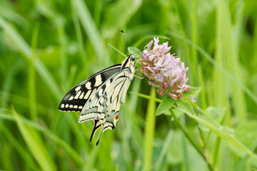 Old World Swallowtail or common yellow swallowtail (Papilio machaon) sitting on pink flower in...