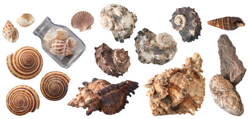 Seashells and rocks collection - Ready to use Premium PNG Cutout Isolated image