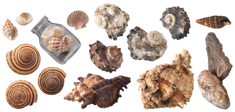 Seashells and rocks collection - Ready to use Premium PNG Cutout Isolated image