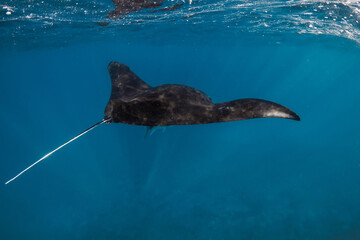 Manta ray fish swims in ocean. Snorkeling with sting ray fish in blue sea © artifirsov