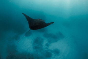 Manta ray swimming in open ocean. Black manta ray fish swims underwater in the tropical sea