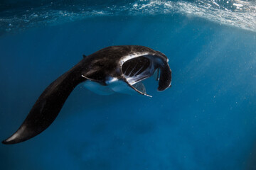 Manta ray swims in ocean. Snorkeling with sting ray fish in blue sea