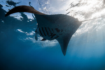 Manta ray fish swimming underwater. Big fish in tropical blue sea © artifirsov