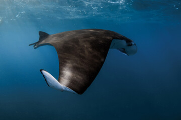 Giant manta ray fish swims in ocean. Snorkeling with sting ray in blue sea © artifirsov