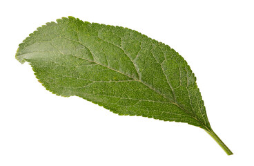 Fresh plum green leaf