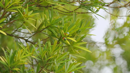 Naklejka premium Dioecious Conifer. Yew Plum Pine. Buddhist Pine Auspicious Tree With Dark Green Leaves. Close up.