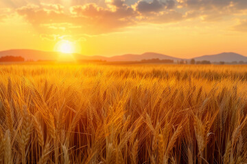 Obraz premium Golden Wheat Field At Sunset With Distant Hills