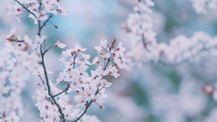 Obraz premium Blooming Snow-White Flowers Of A Plum Tree In Spring. Small Light Flowers And Burgundy Leaves In Spring.