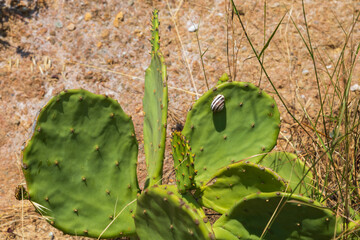 A large green cactus has large spines.