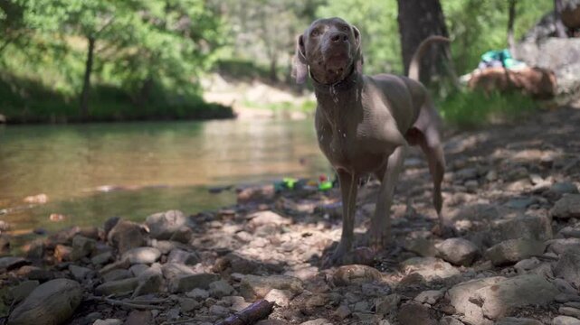 Slow motion video of a dog playing with a stick on the bank of a river, the dog shakes off the water and waits for the stick to be thrown at him