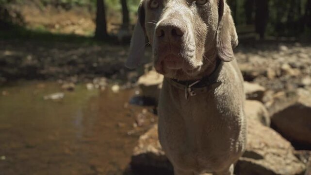 Video of a wet dog next to a river in the middle of nature on a sunny day, he has bathed and his expression is calm, happy and friendly