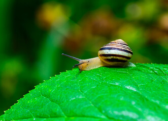Cepaea vindobonensis - crawling land lung mollusk with a yellow body