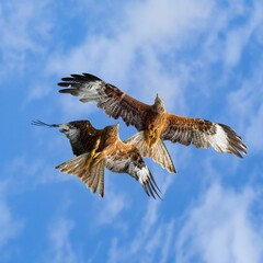 Low angle shot of two red kites flying in the blue sky with clouds
