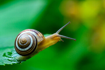 Cepaea vindobonensis - crawling land lung mollusk with a yellow body