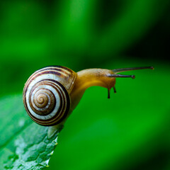Cepaea vindobonensis - crawling land lung mollusk with a yellow body