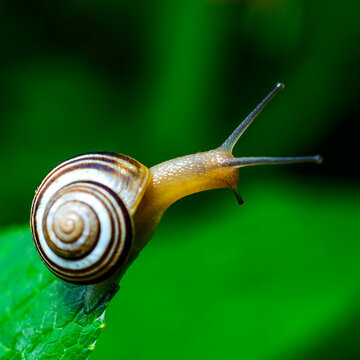 Cepaea vindobonensis - crawling land lung mollusk with a yellow body