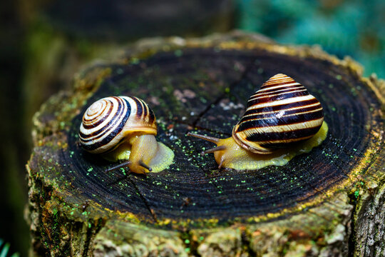 Cepaea vindobonensis - gastropod lungworm crawling on a tree stump after rain